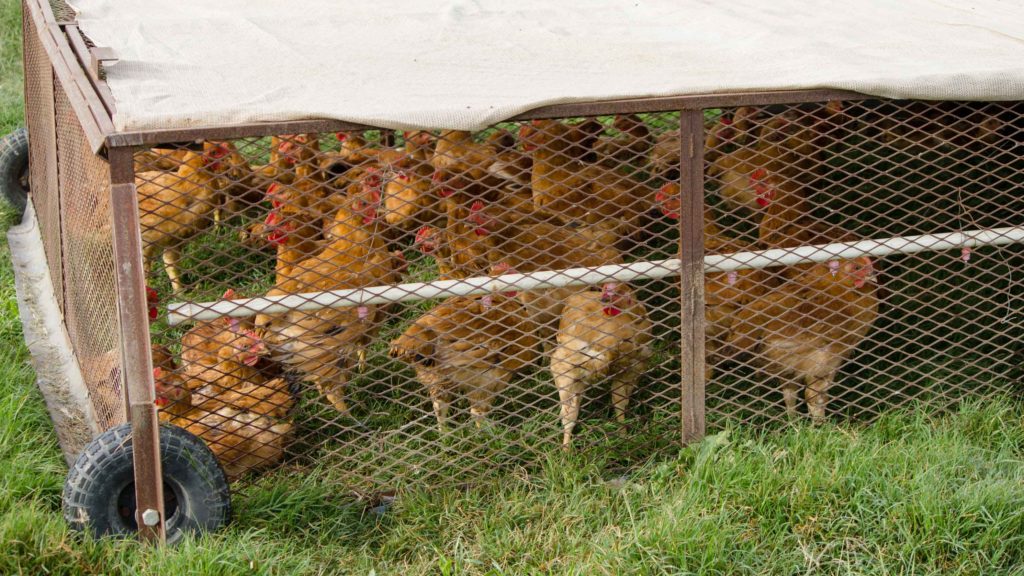 Chicken on Sustainable Chicken Farm