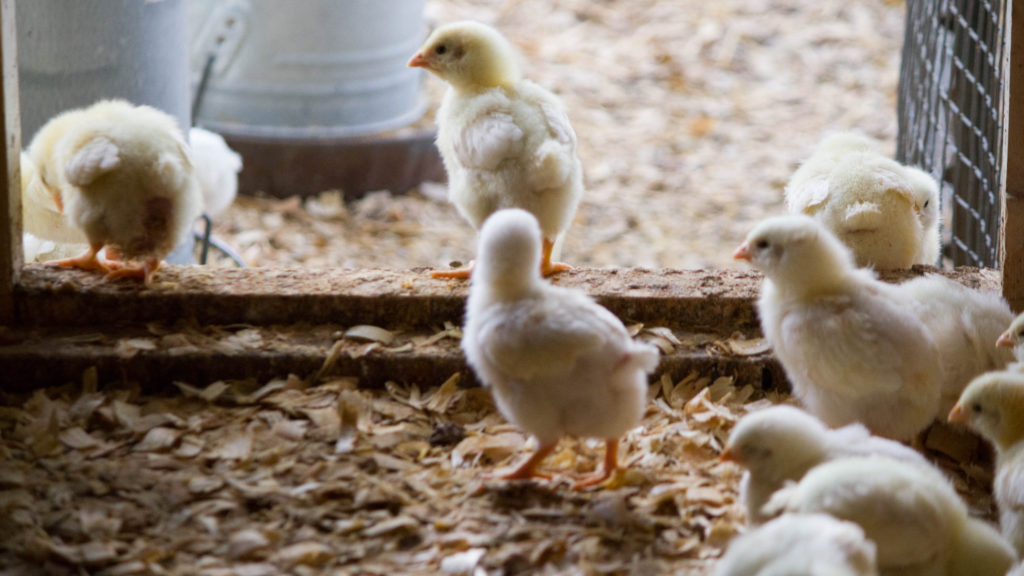 Mail Order Chicks on Sustainable Chicken Farm
