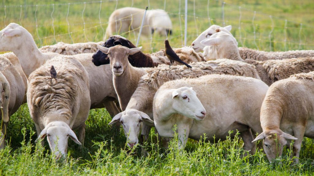 Sheep on Sustainable Chicken Farm