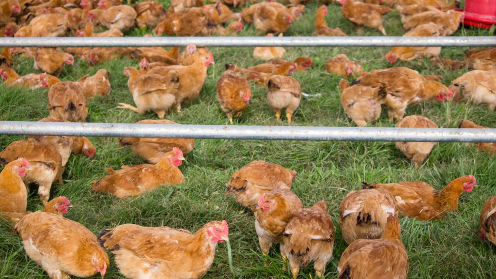 Chicken Eating Grass on Sustainable Chicken Farm
