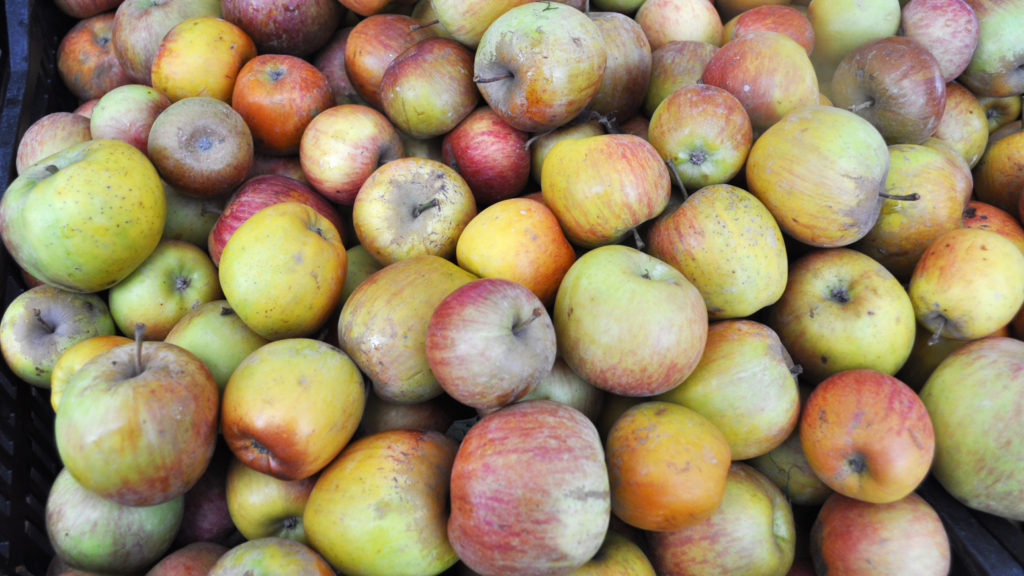 Apples at Solvang Farmer's Market in December